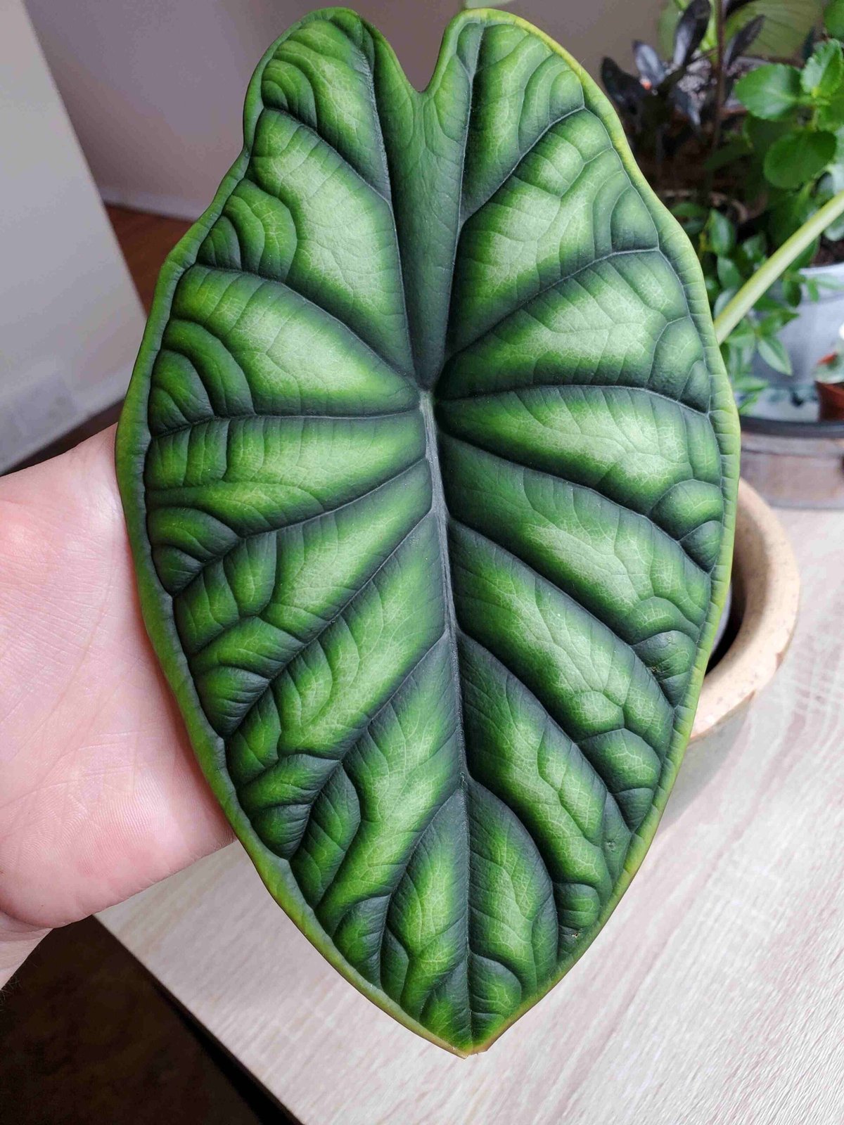 Alocasia dragon scale 2