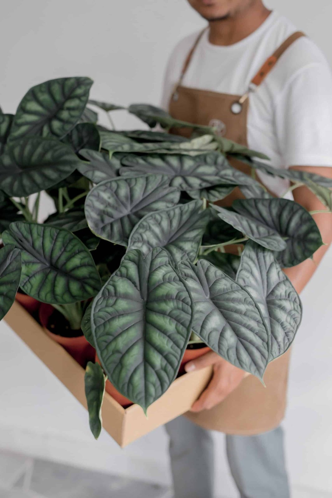 Alocasia dragon scale
