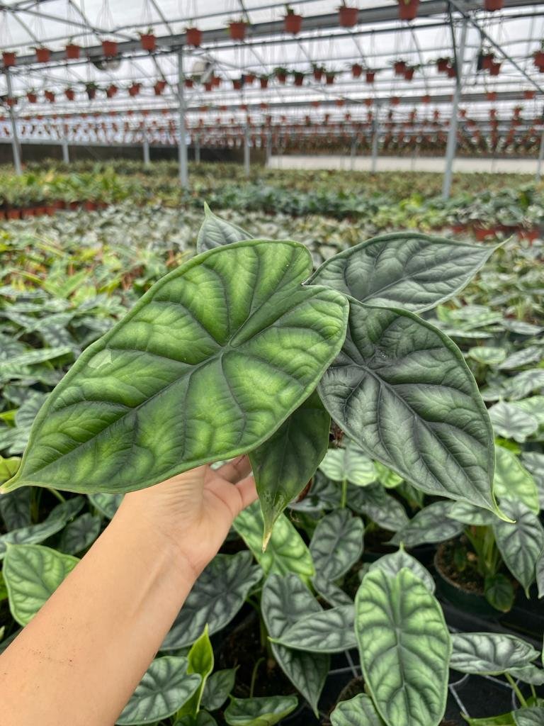 Alocasia dragon scale 3