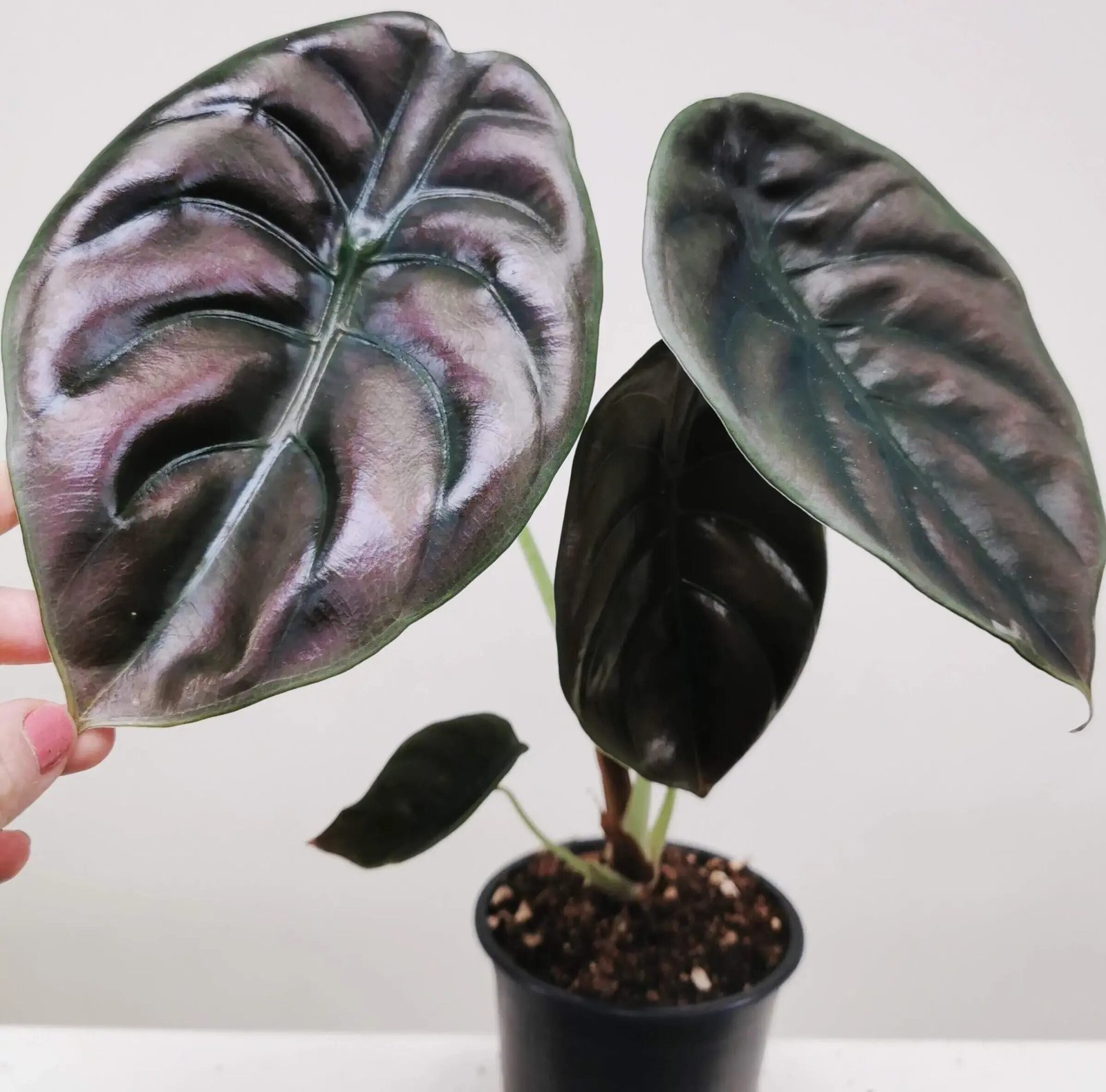 Alocasia cuprea 2