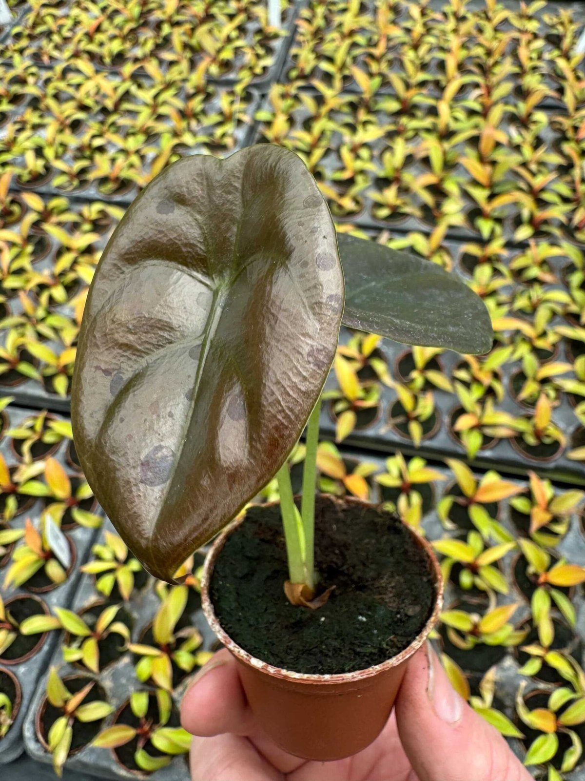 Alocasia cuprea 3