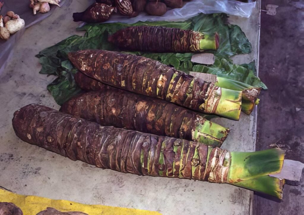 Alocasia macrorrhizos 3