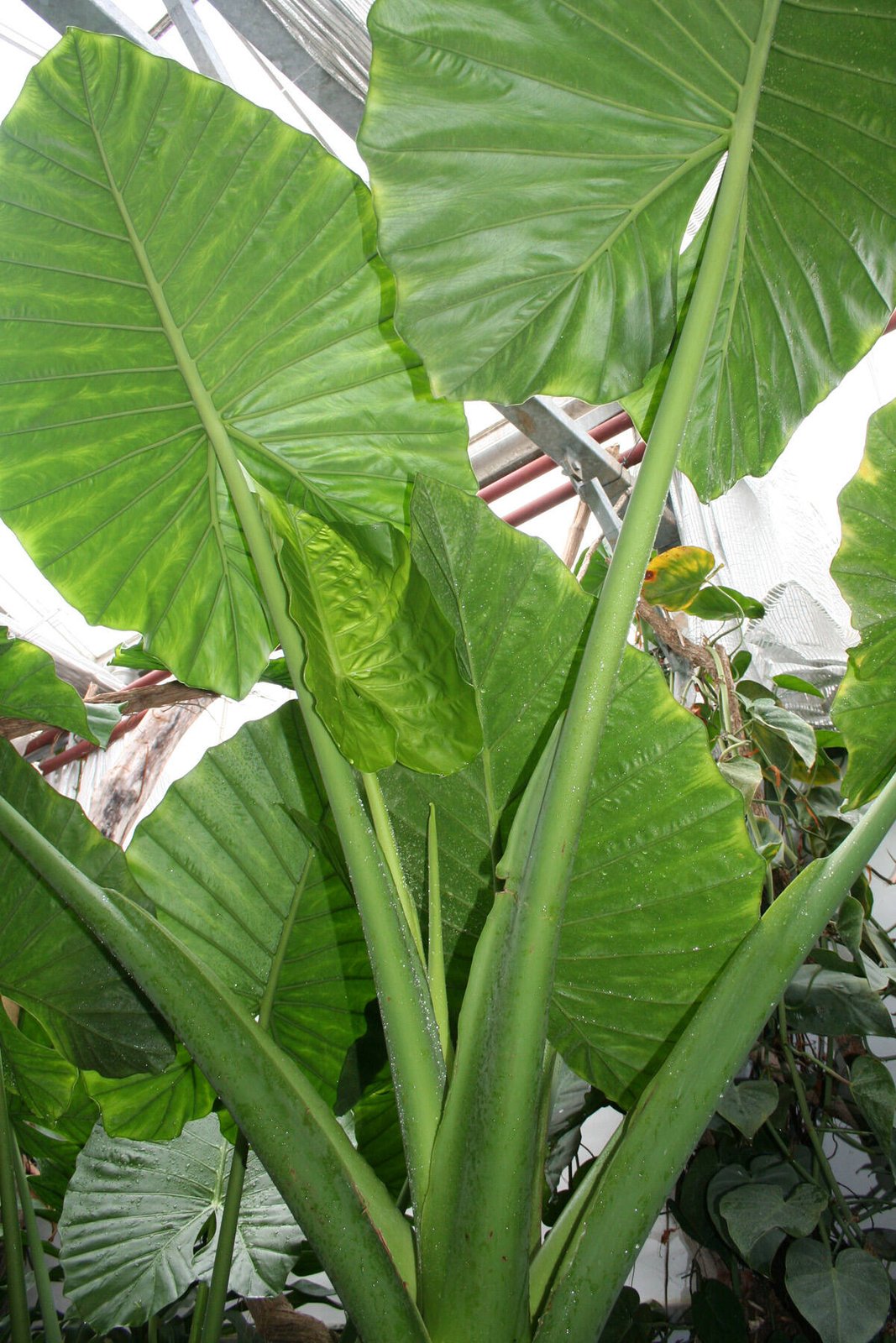 Alocasia macrorrhizos 2