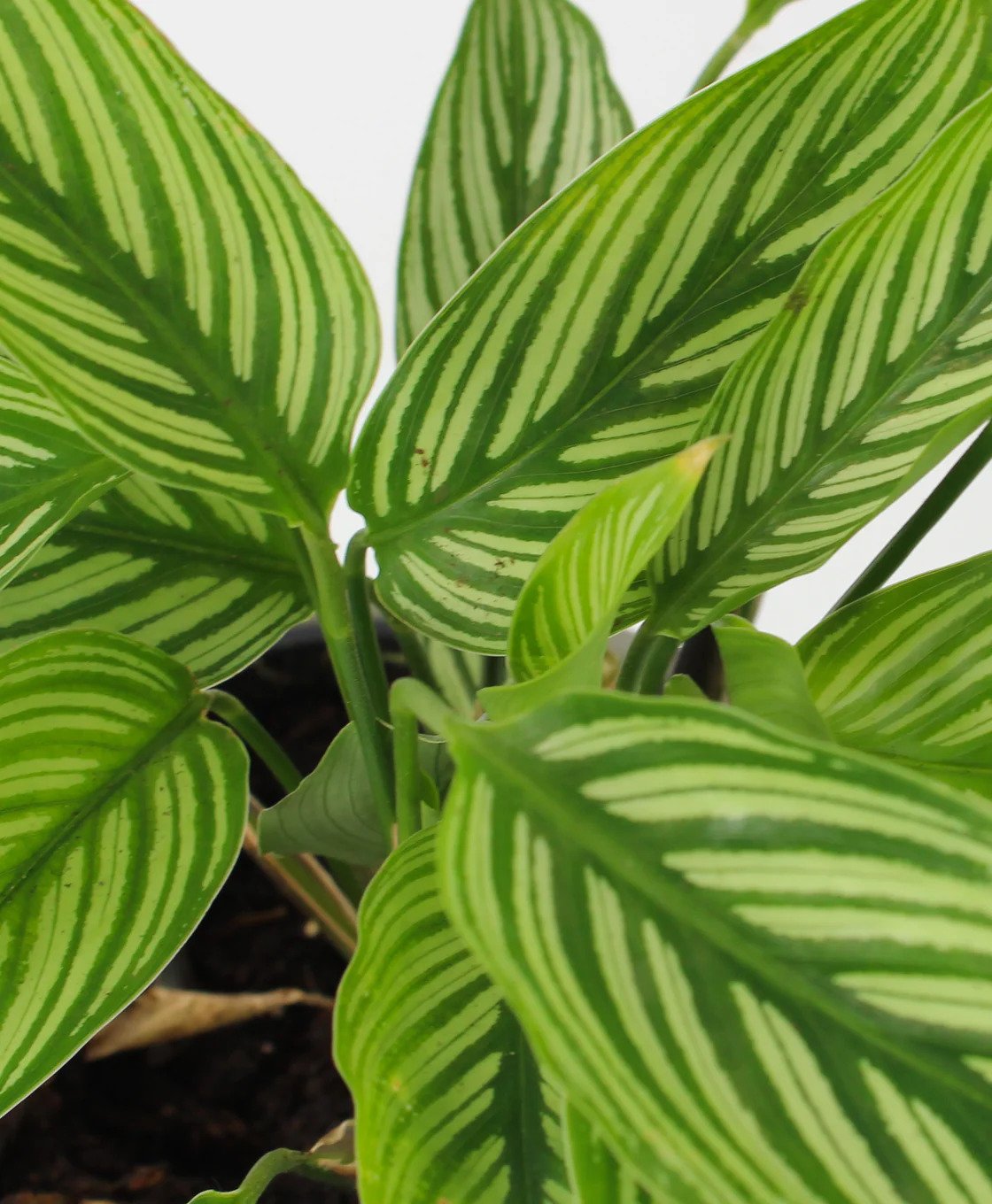 Đuôi Công Elliptica Vittata (Calathea Elliptica Vittata) 2