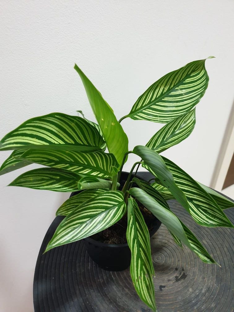 Đuôi Công Elliptica Vittata (Calathea Elliptica Vittata) 3