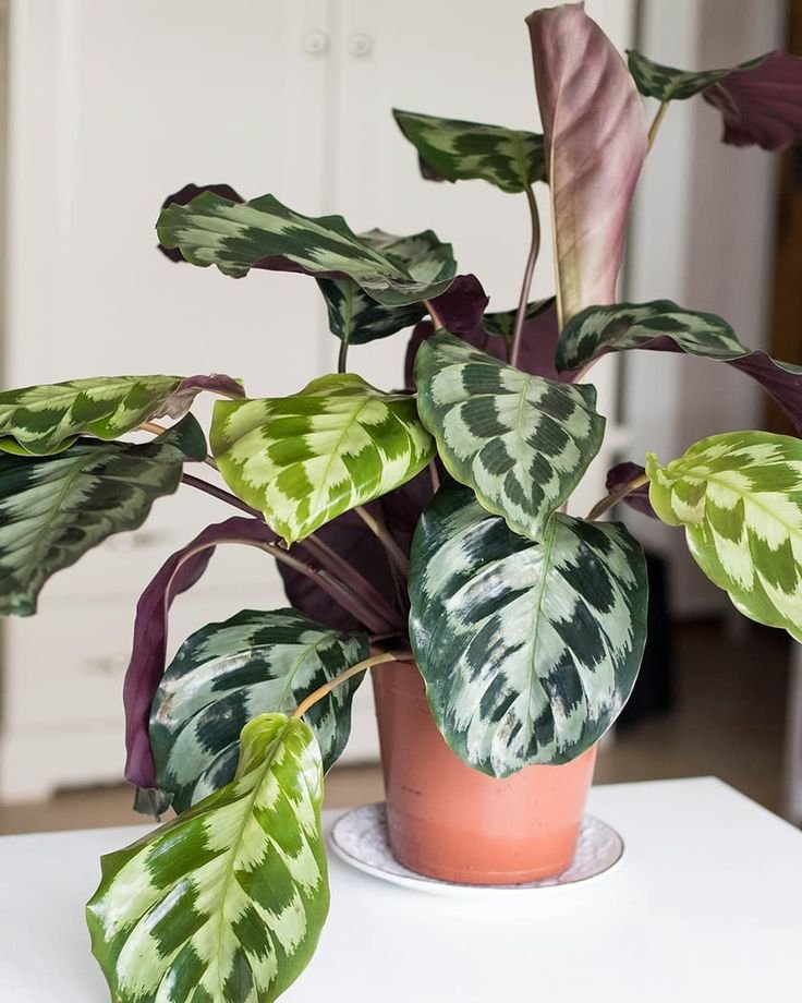 Đuôi Công Helen Kennedy (Calathea Helen Kennedy)