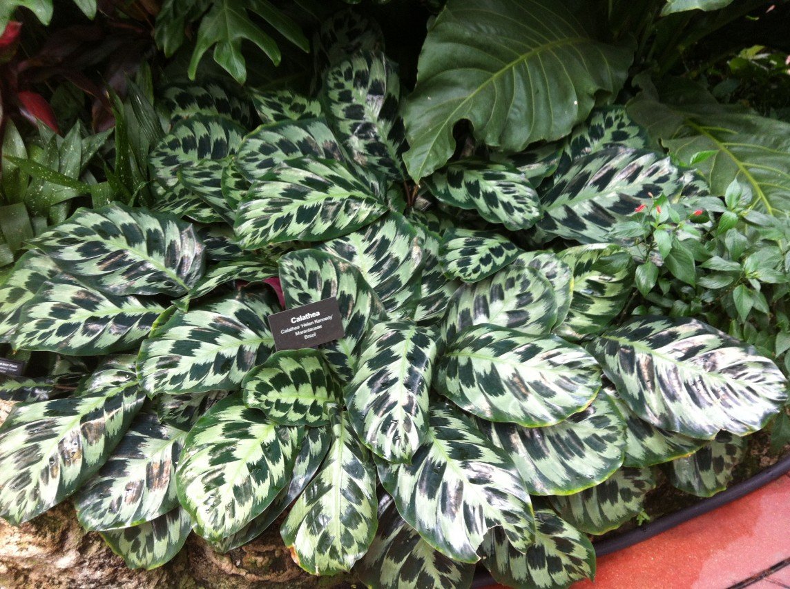 Đuôi Công Helen Kennedy (Calathea Helen Kennedy) 3