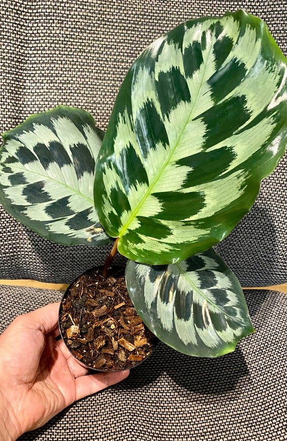 Đuôi Công Helen Kennedy (Calathea Helen Kennedy) 2