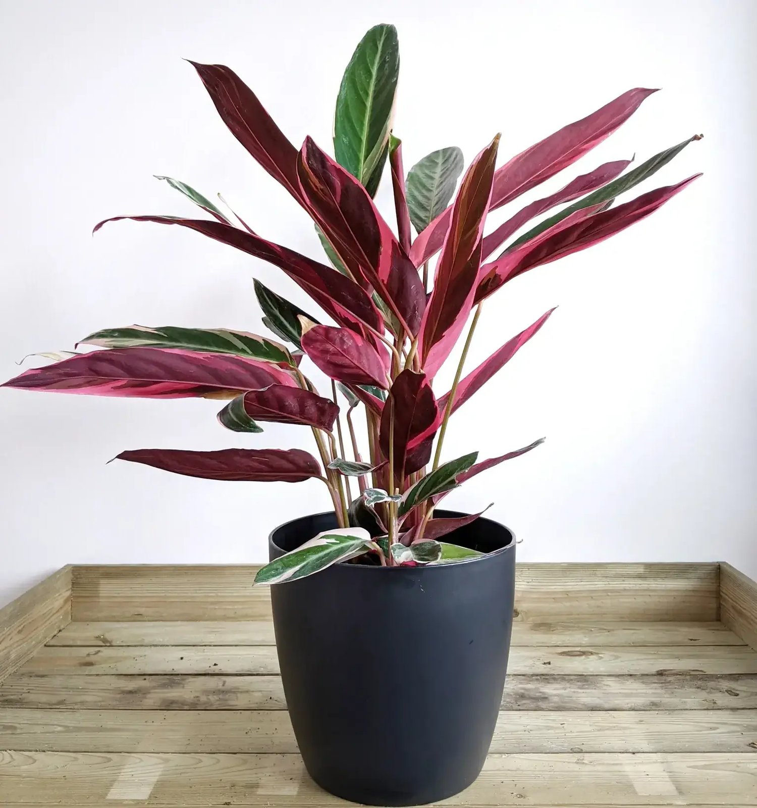 Đuôi Công Stromanthe Sanguinea Triostar (Calathea Stromanthe Sanguinea Triostar)