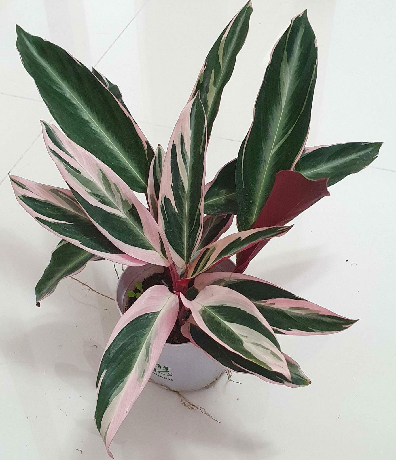 Đuôi Công Stromanthe Sanguinea Triostar (Calathea Stromanthe Sanguinea Triostar) 2