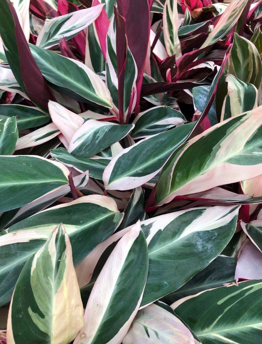 Đuôi Công Stromanthe Sanguinea Triostar (Calathea Stromanthe Sanguinea Triostar) 3
