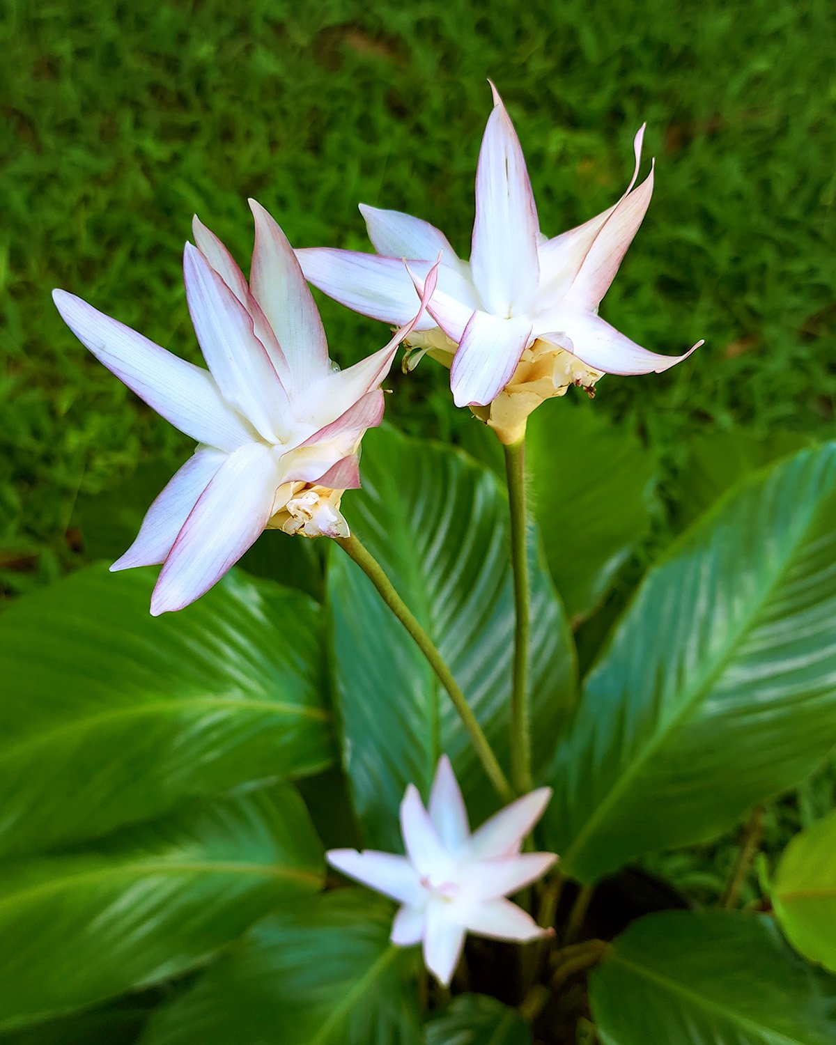 Đuôi Công Loeseneri (Calathea Loeseneri) 3