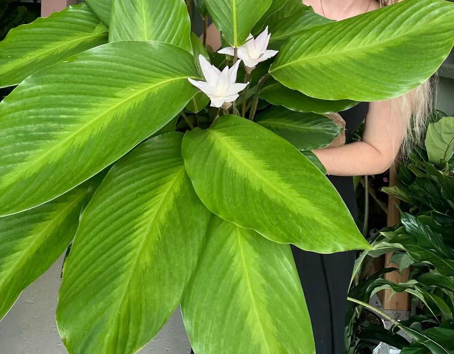 Đuôi Công Loeseneri (Calathea Loeseneri) 2