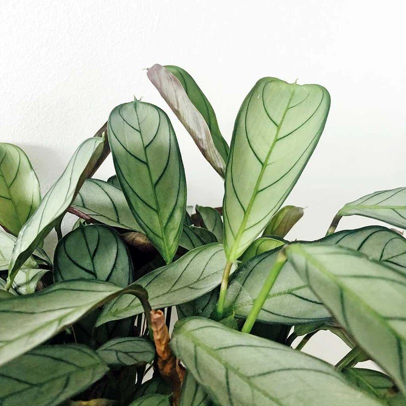 Đuôi Công Silver Star (Calathea Silver Star) 2