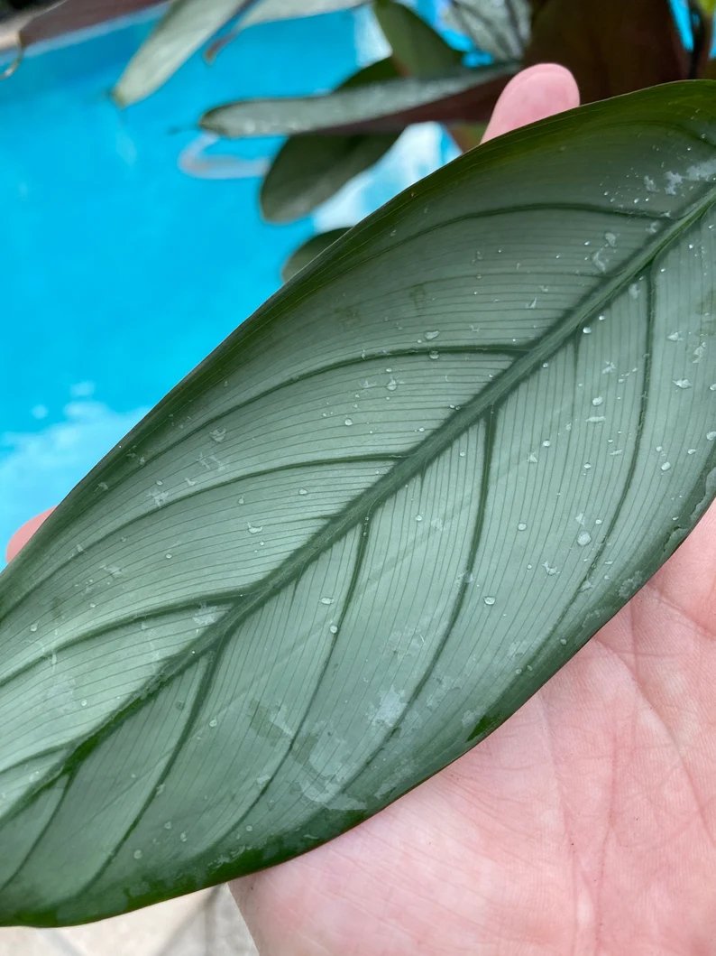 Đuôi Công Silver Star (Calathea Silver Star) 3