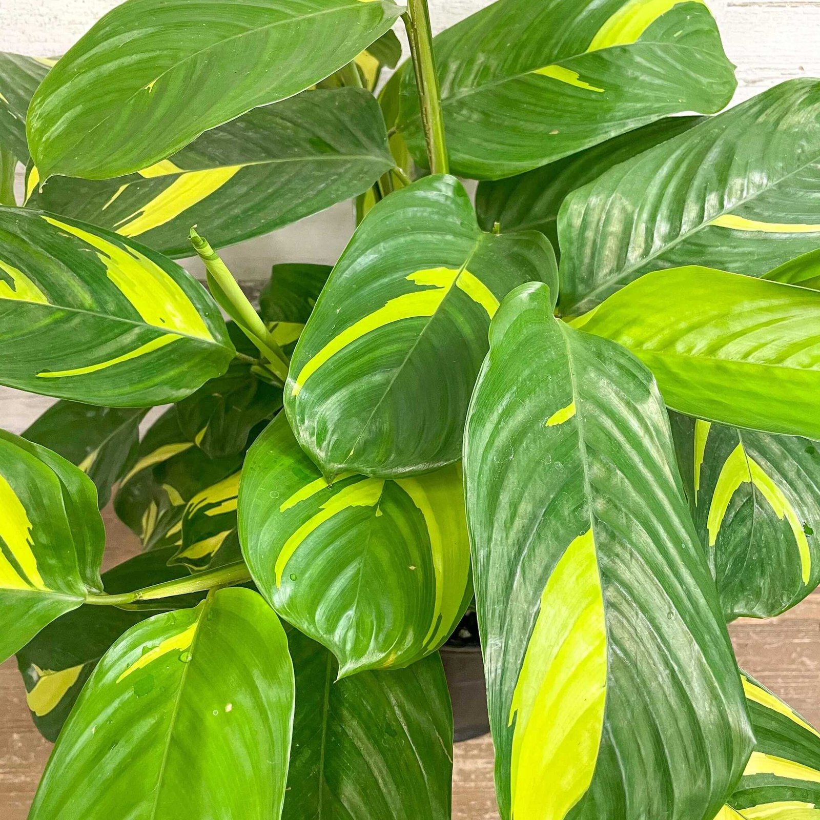 Đuôi Công Lubbersii (Calathea Lubbersii) 3