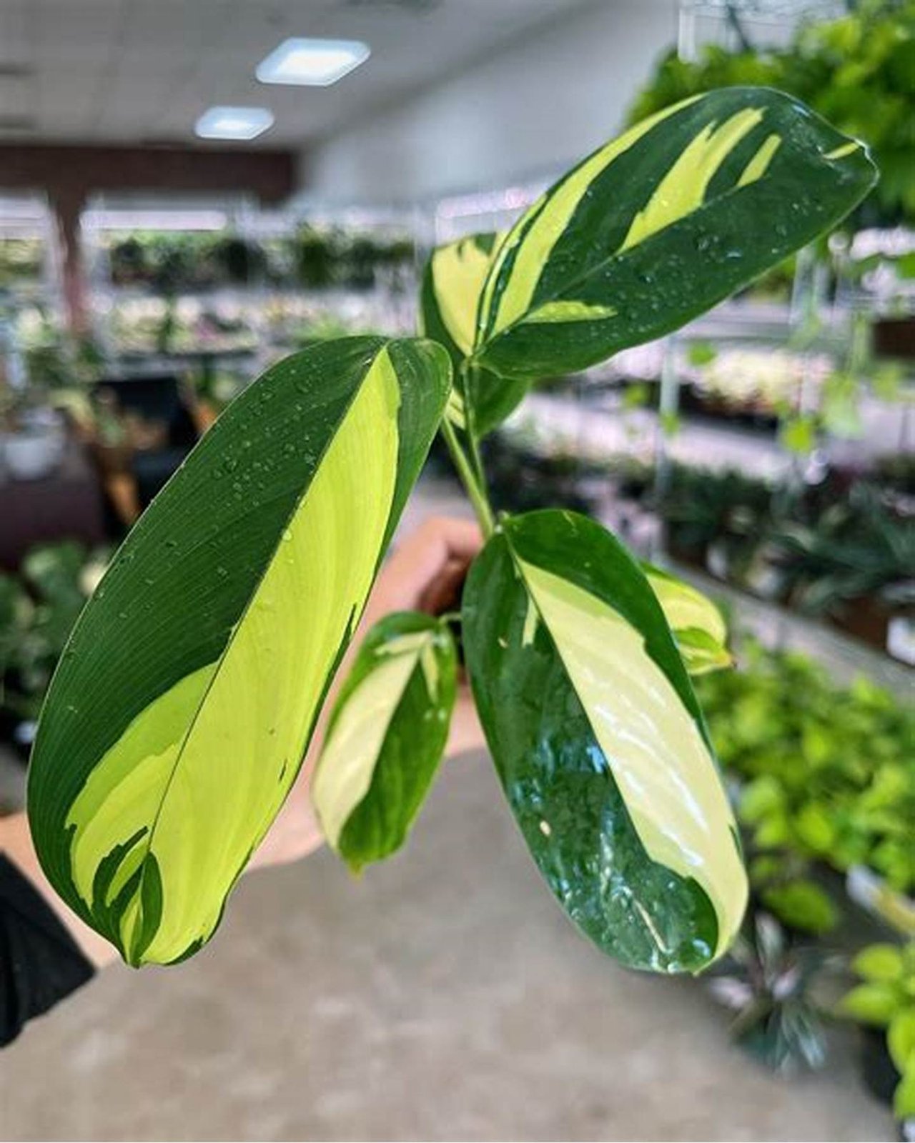 Đuôi Công Lubbersii (Calathea Lubbersii) 2