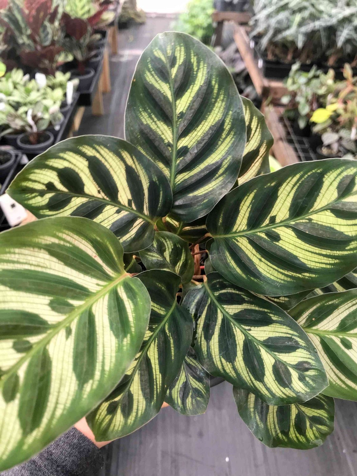 Đuôi Công Burle Marxii (Calathea Burle Marxii) 3