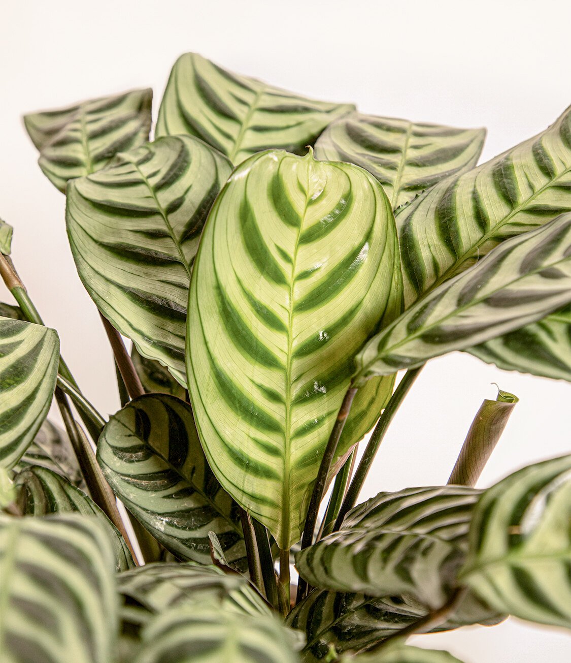 Đuôi Công Burle Marxii (Calathea Burle Marxii) 2