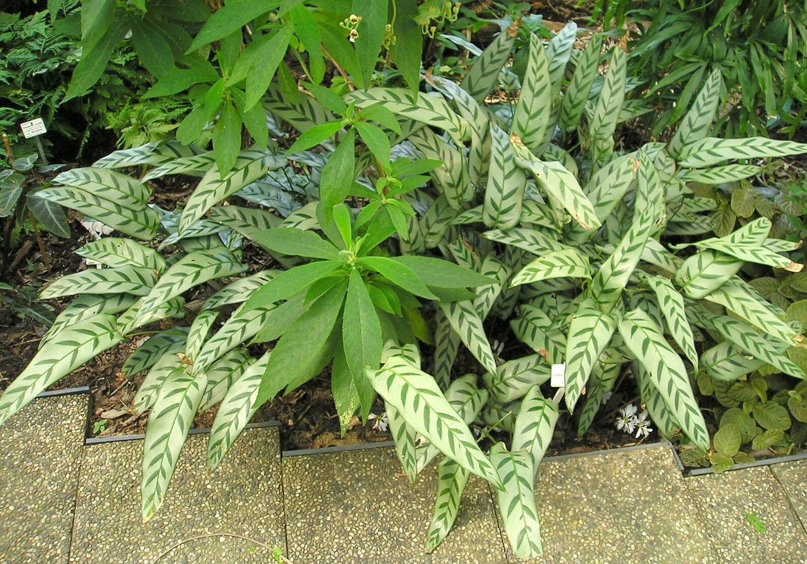 Đuôi Công Leopard (Calathea Leopard) 3