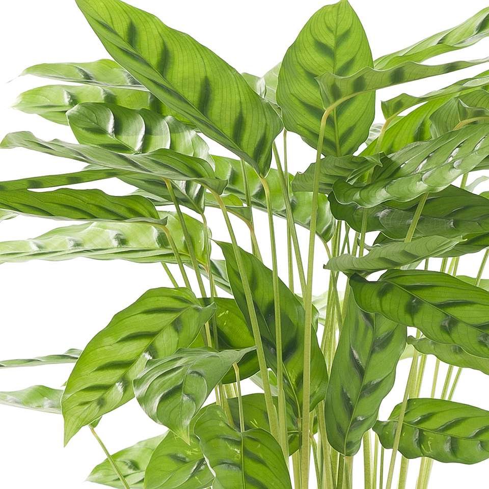 Đuôi Công Leopard (Calathea Leopard) 2