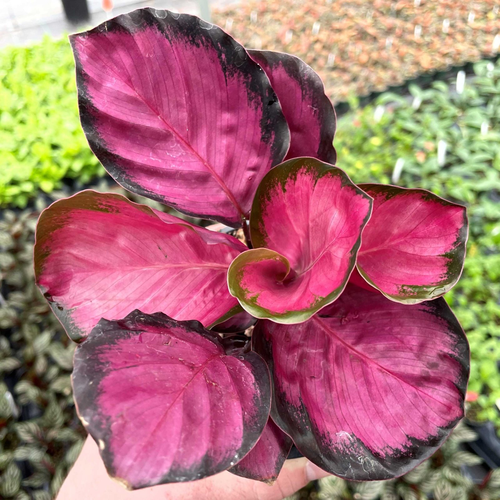 Đuôi Công Roseopicta Rosy (Calathea Roseopicta Rosy) 2
