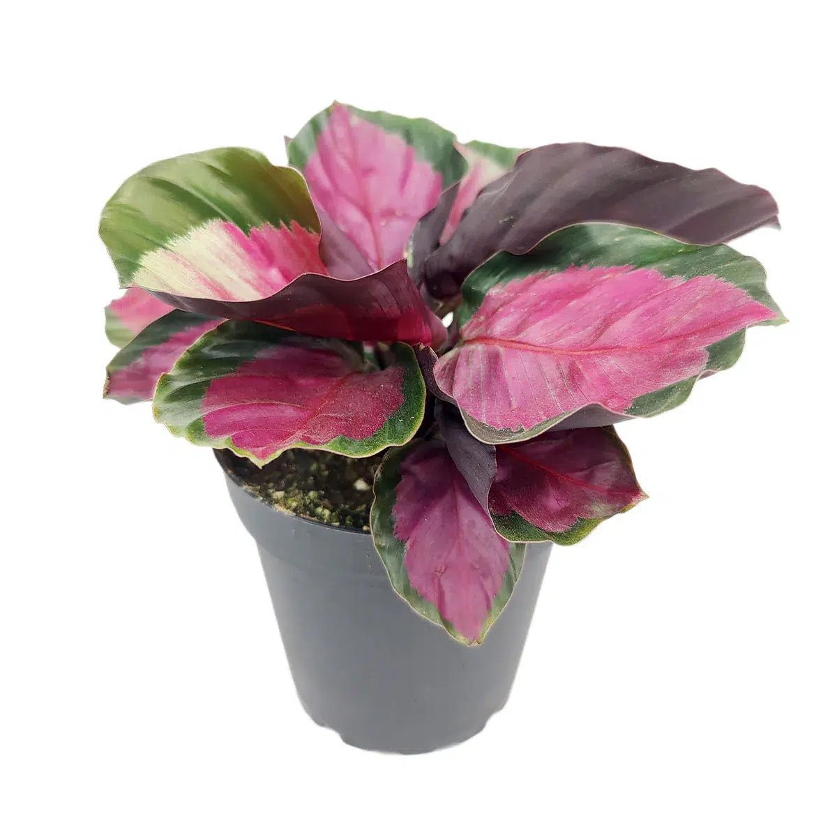 Đuôi Công Roseopicta Rosy (Calathea Roseopicta Rosy) 3
