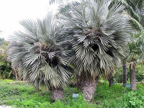 Trithrinax acanthocoma 3