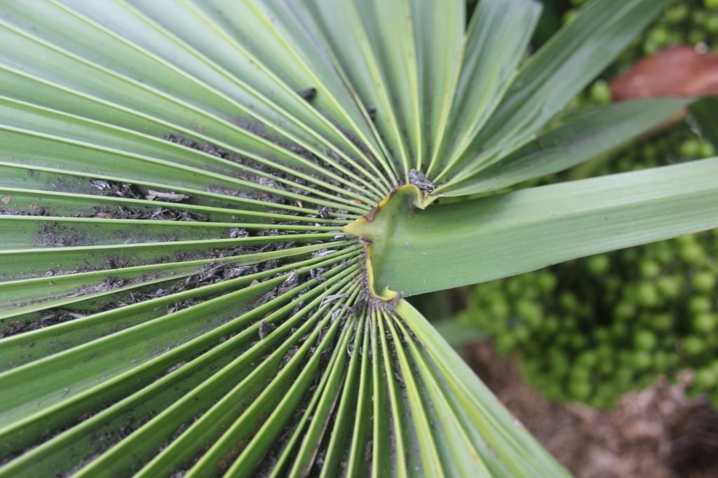 Trithrinax acanthocoma 2