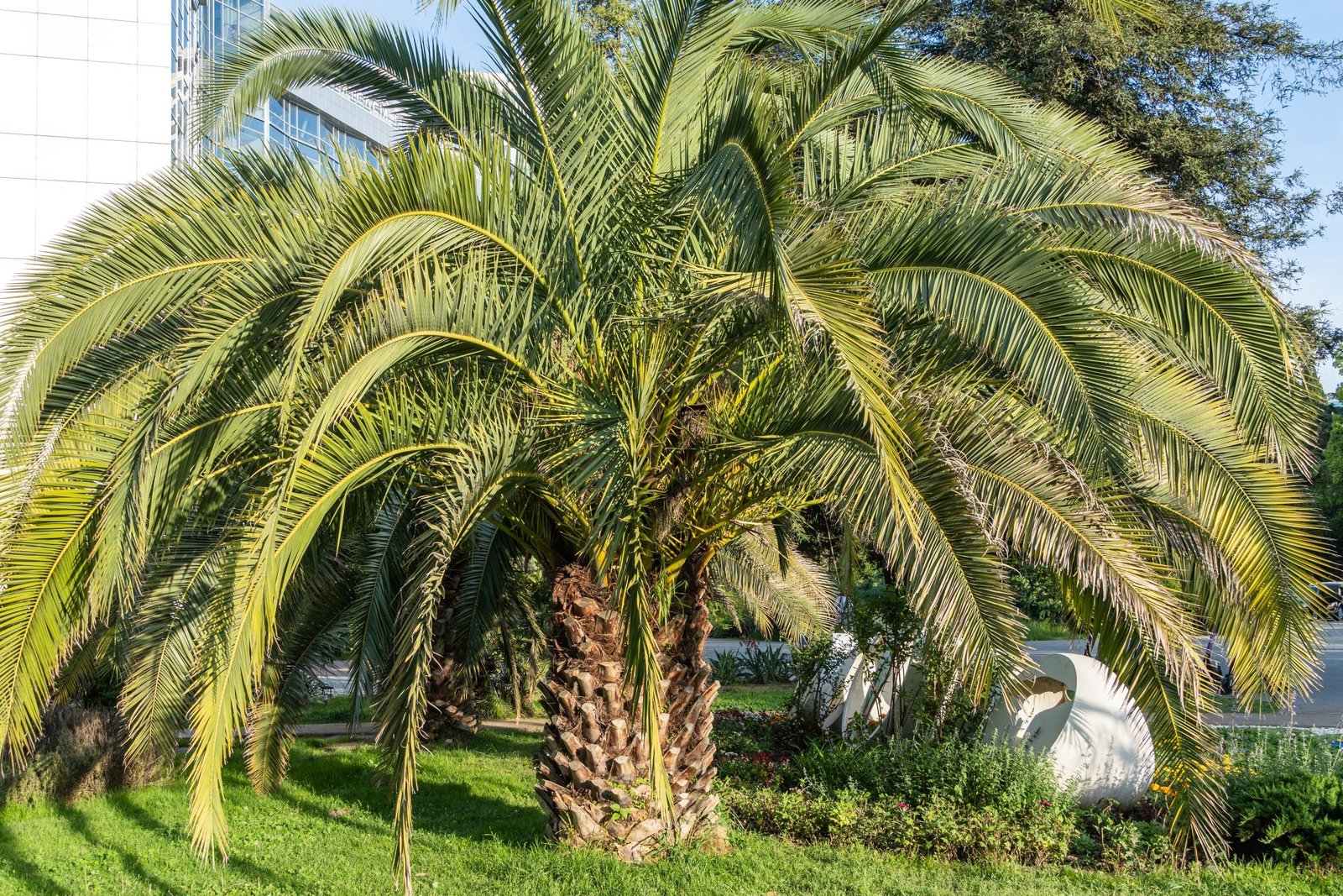 Butia odorata (Pindo Palm) 3