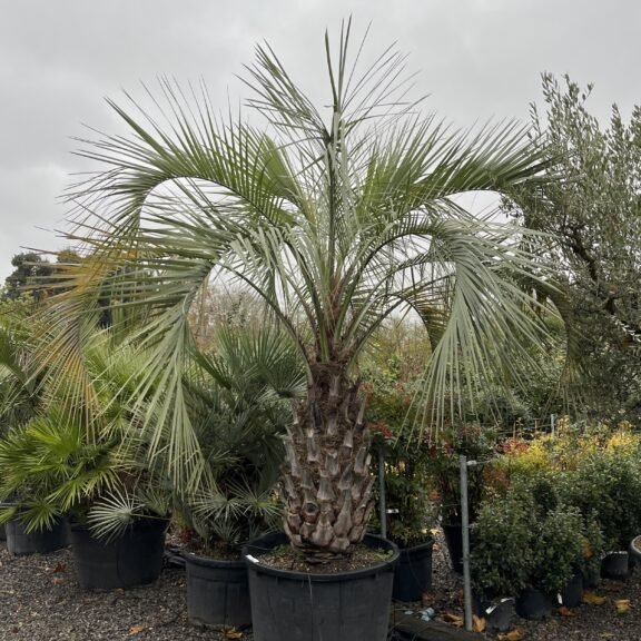 Butia odorata (Pindo Palm) 2