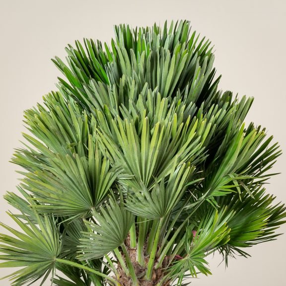 Chamaerops humilis ‘Vulcano’ 3