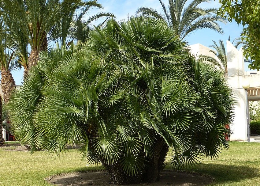 Chamaerops humilis ‘Vulcano’ 2
