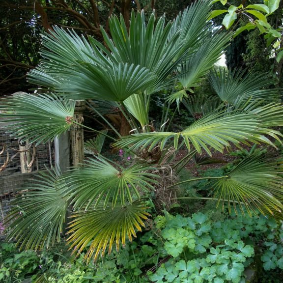 Trachycarpus wagnerianus (Dwarf Chusan Palm) 3