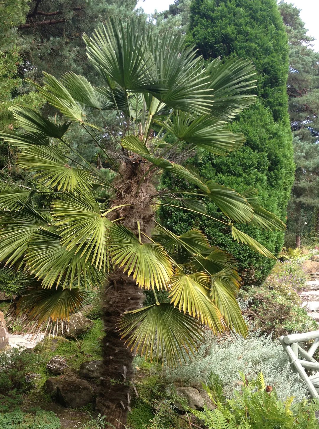 Trachycarpus wagnerianus (Dwarf Chusan Palm) 2