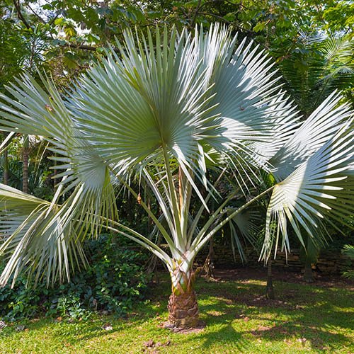 Trachycarpus fortunei (Chusan Palm) 2