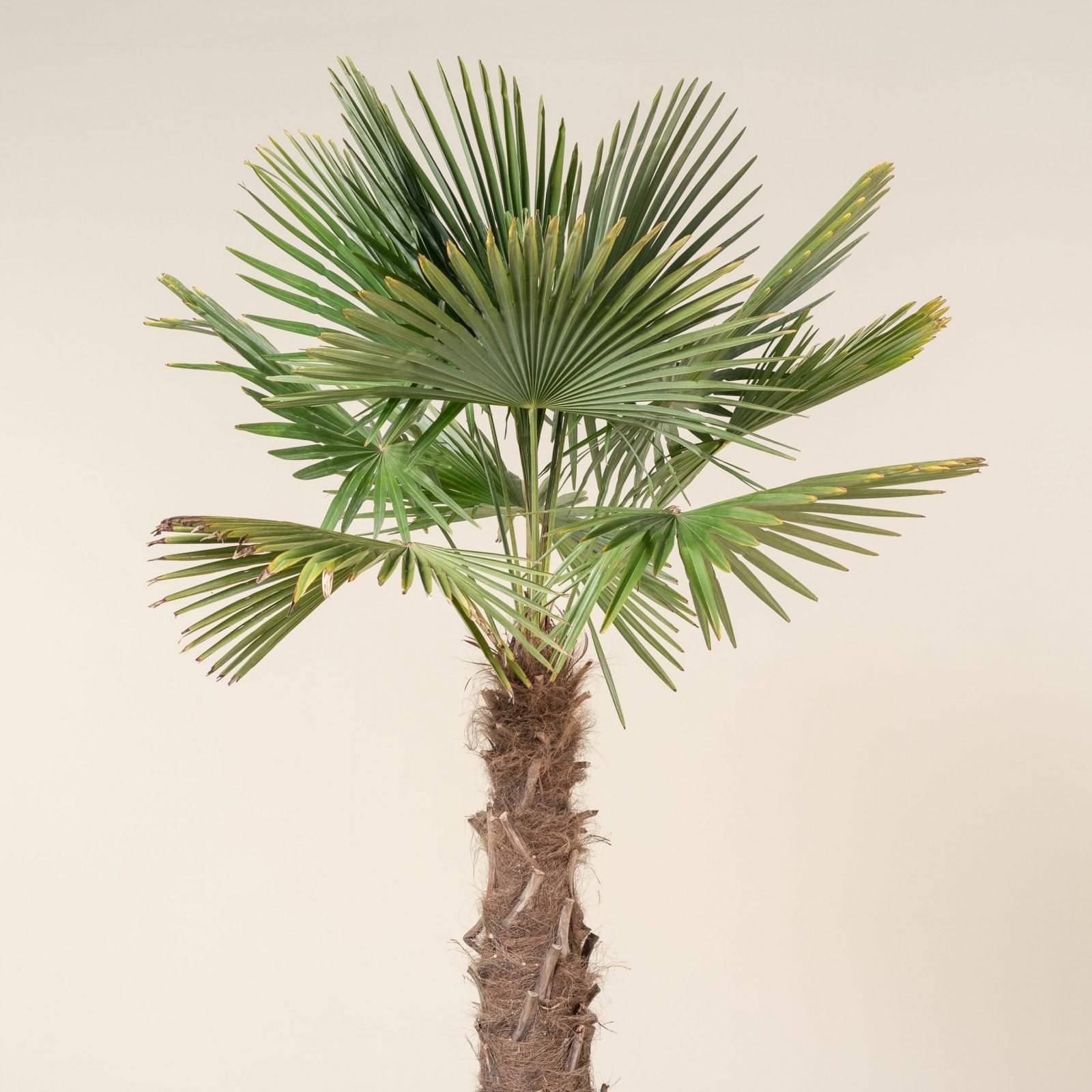 Trachycarpus fortunei (Chusan Palm) 3