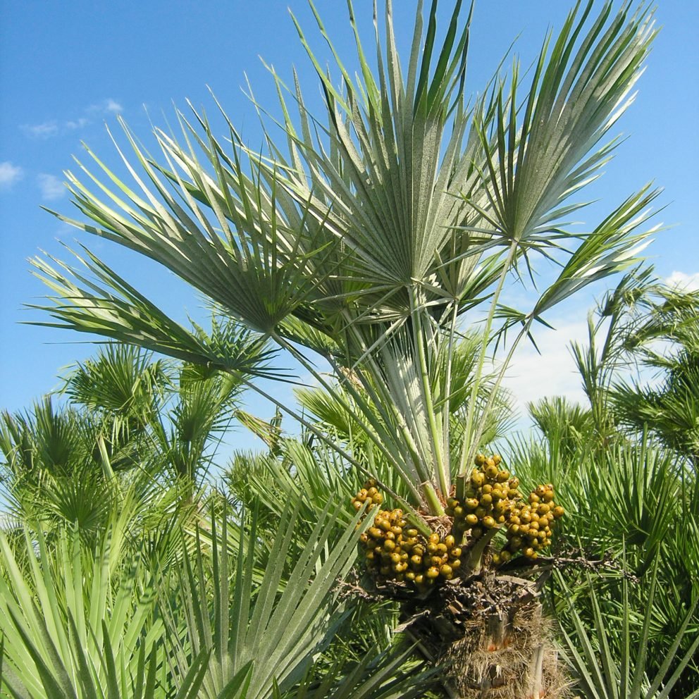 Chamaerops humilis (Mediterranean Fan Palm) 3