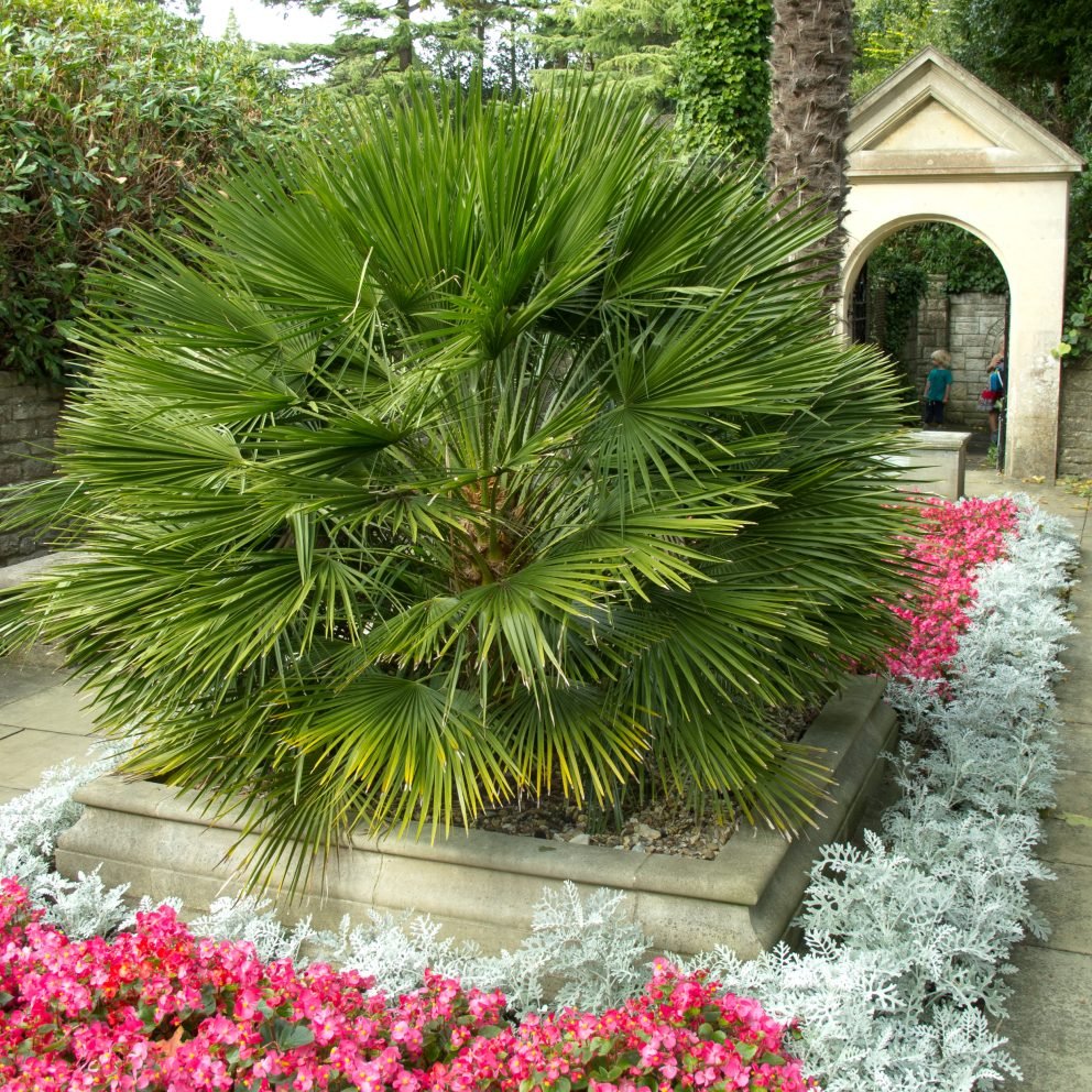 Chamaerops humilis (Mediterranean Fan Palm) 2