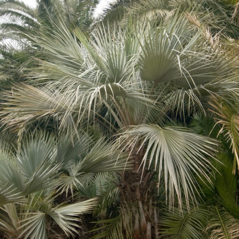 Cọ quạt Mexico (Brahea armata) 3