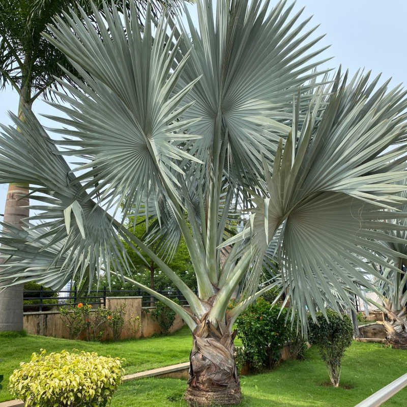 Kè bạc (Bismarckia nobilis) 3