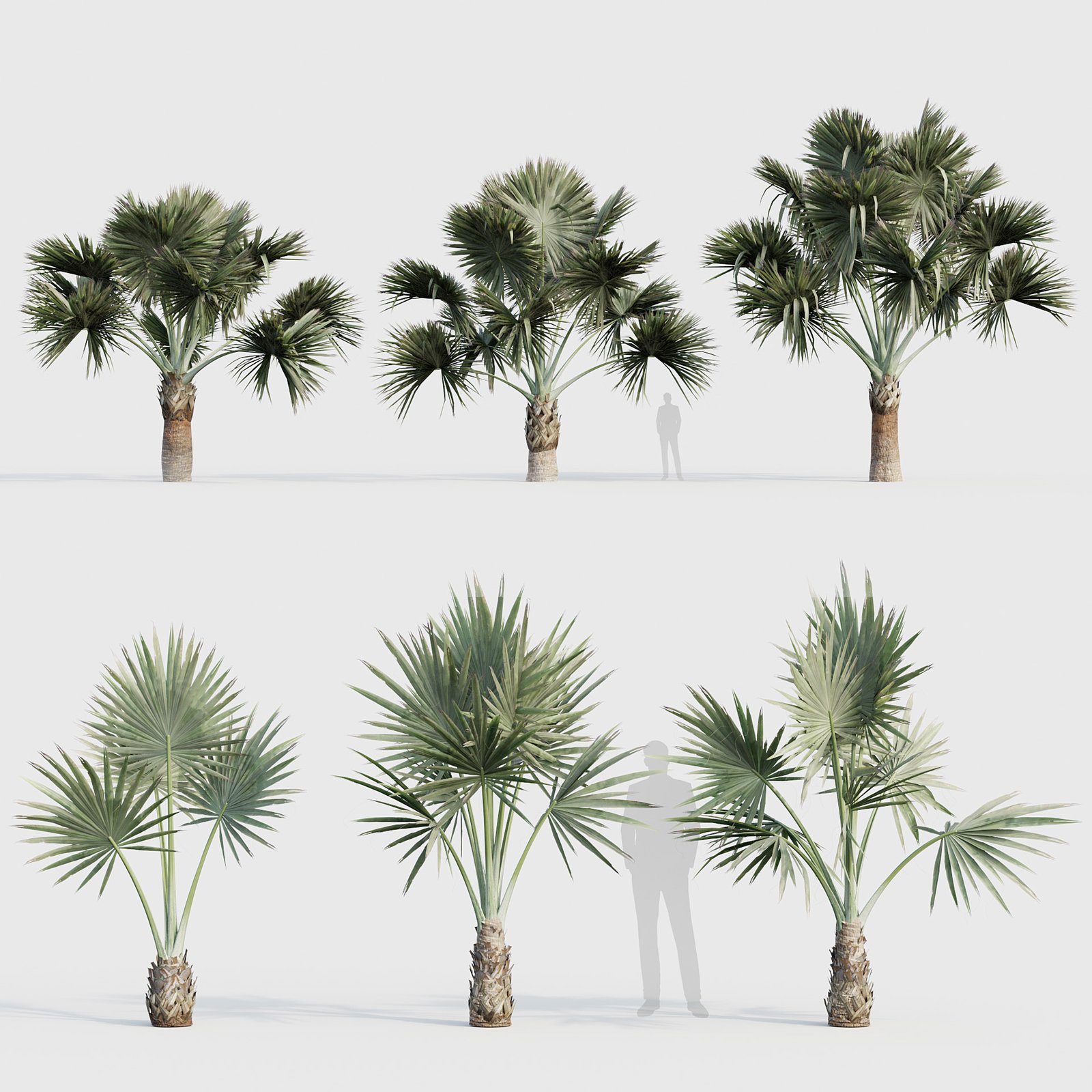 Kè bạc (Bismarckia nobilis) 2