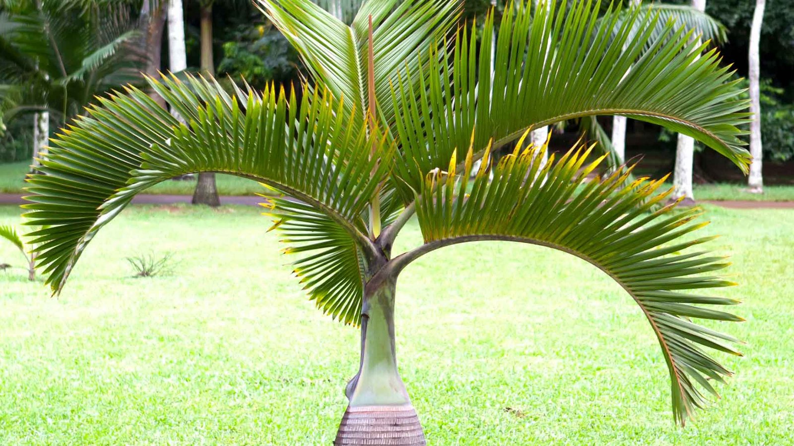 Cọ sâm banh (Hyophorbe lagenicaulis) 3