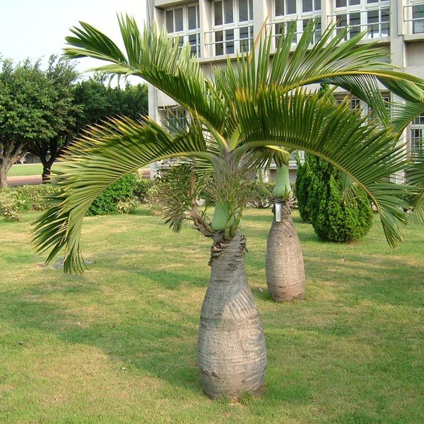 Cọ sâm banh (Hyophorbe lagenicaulis) 2