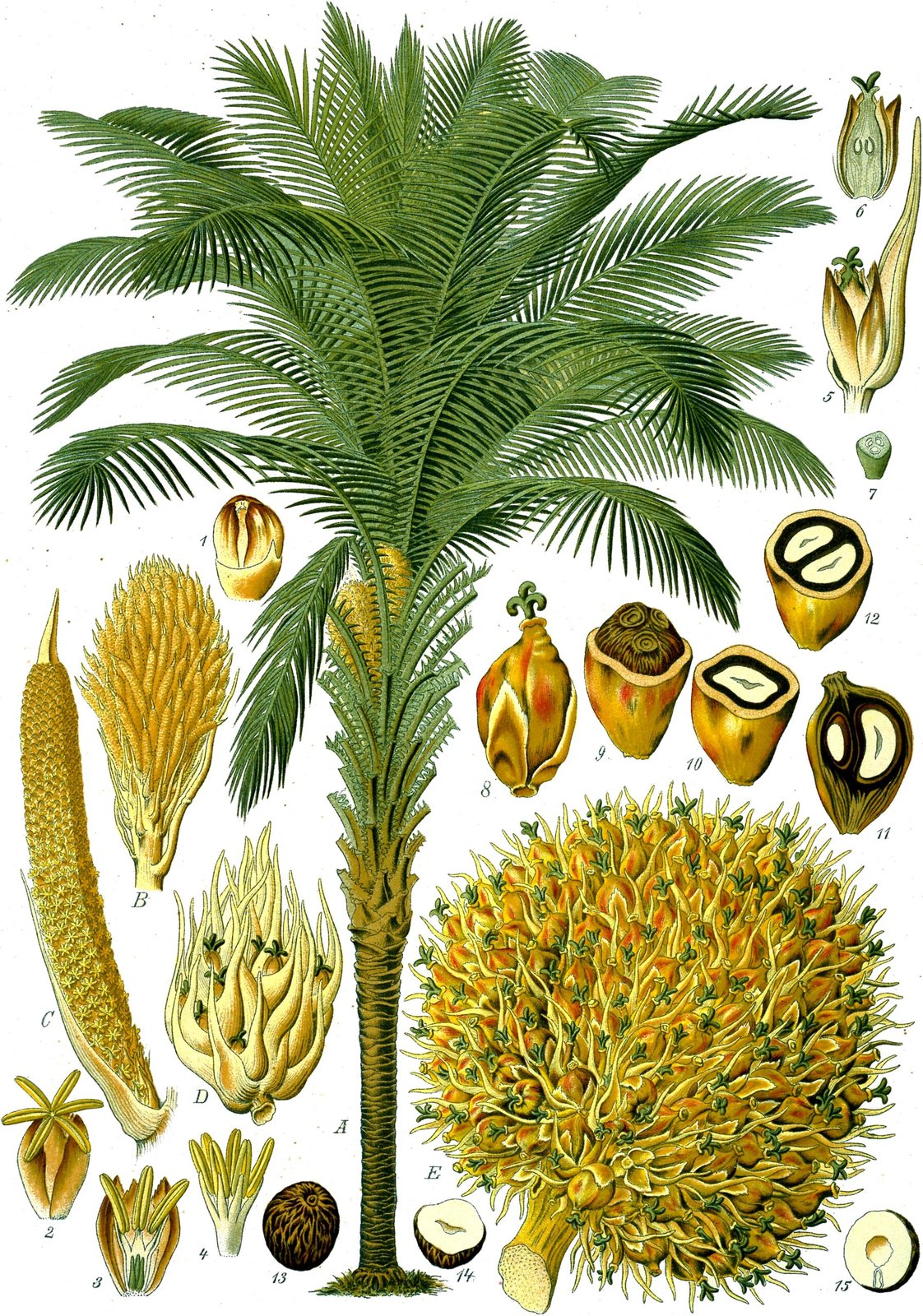 Cọ dầu (Elaeis guineensis) 2