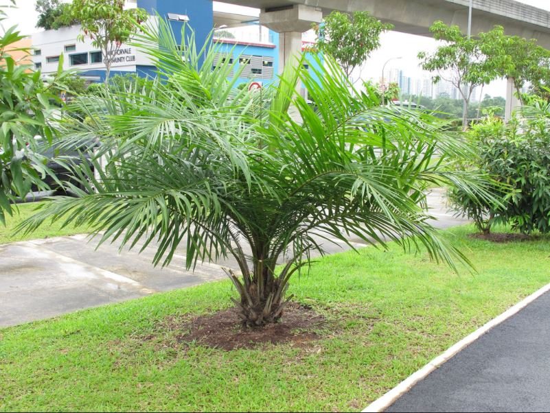 Cọ dầu (Elaeis guineensis) 3