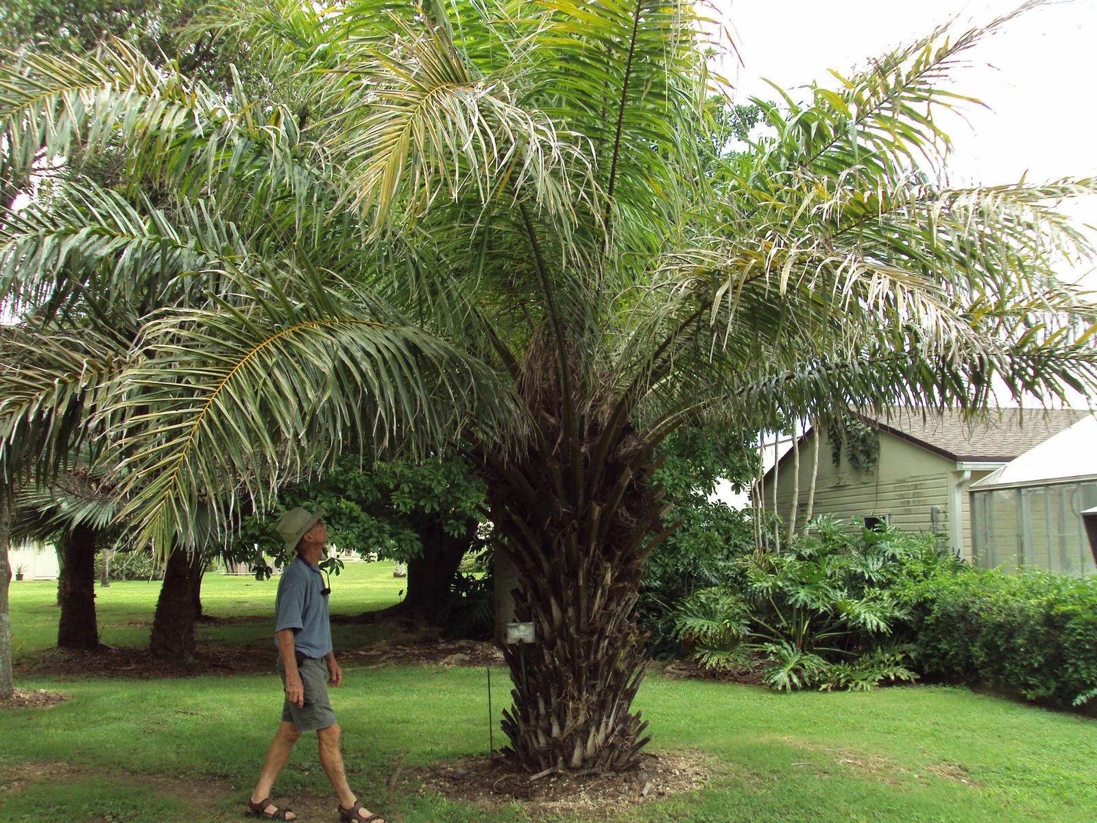 Cọ dầu (Elaeis guineensis)