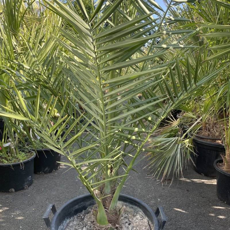 Chà là (Phoenix dactylifera) 3