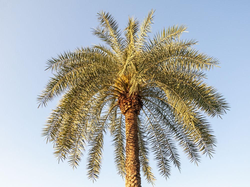 Chà là (Phoenix dactylifera)