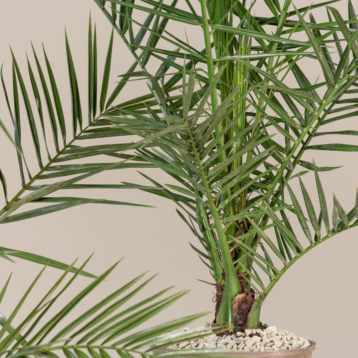 Chà là (Phoenix dactylifera) 2